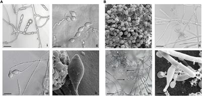 Identification, Characterization, and Evaluation of Nematophagous Fungal Species of Arthrobotrys and Tolypocladium for the Management of Meloidogyne incognita